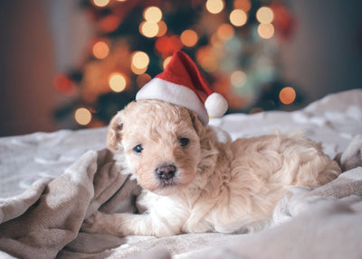 The Ultimate Gift Guide for Pet Parents
