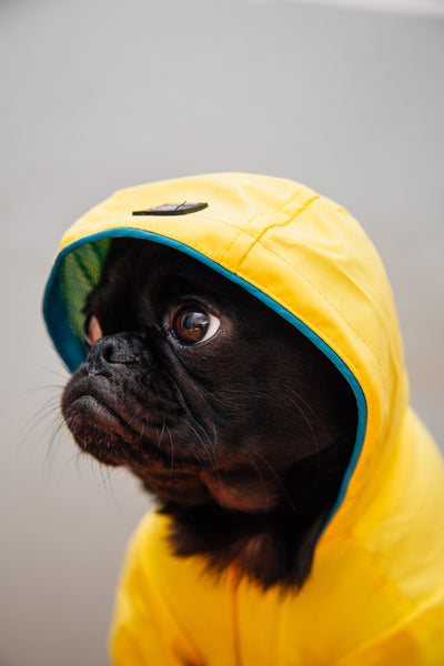 Pet Emergency Preparedness: What Your Pets Really Need During a Weather Emergency