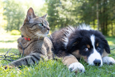 Why Do Some Cats and Dogs Scratch Constantly?