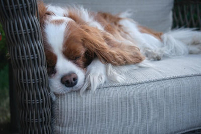 Our Guide on How to Stop a Dog From Chewing on Furniture