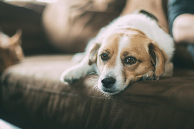 How can I stop my dog from peeing in the house?