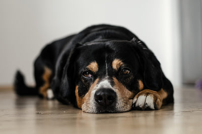How to Properly Remove Pet Odors From Your Home