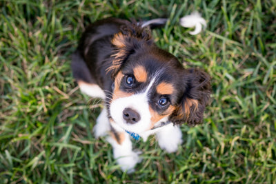 Potty Training 101: How to House-Train Your Puppy