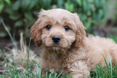 New Puppy Checklist: Everything You Need for Your New Pup