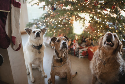 Christmas Foods That Are Toxic to Dogs
